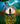The Secret Language of Birds by Lynne Kelly