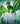 The Poison Jungle by Tui T. Sutherland (Wings Of Fire #13)